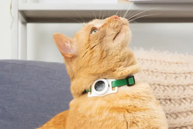 Tile Introduces Cat Collar Accessory with Bluetooth Tracker for Feline Owners